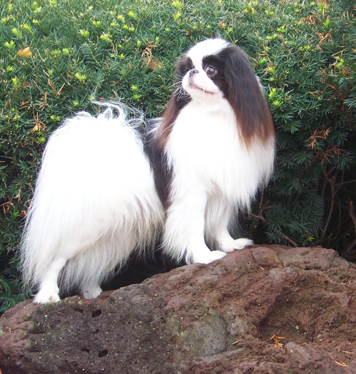 Японский Хин мини