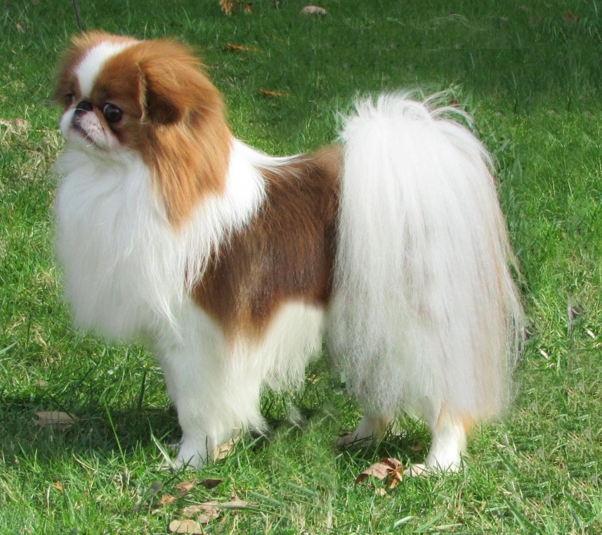 Японский Хин белый