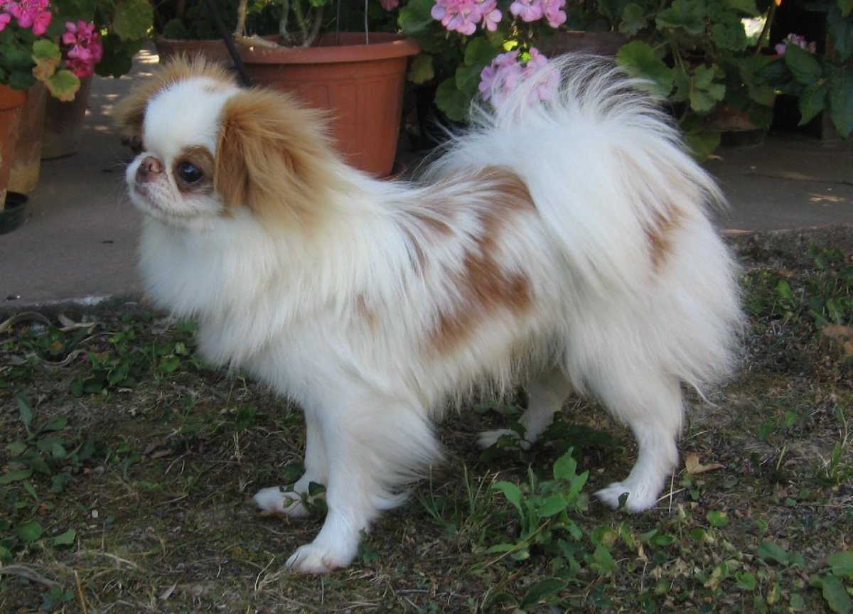 Японский Хин конишуа