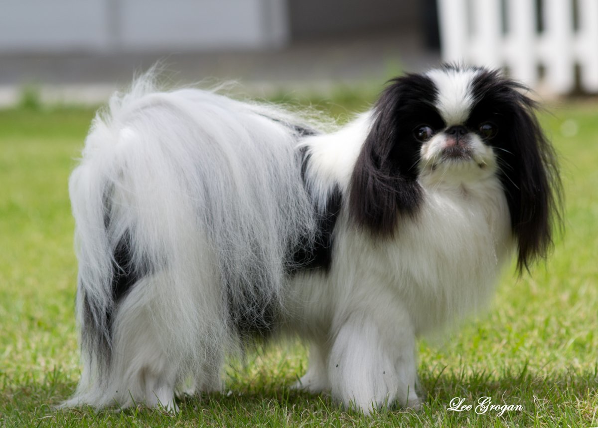 Японский спаниель Хин