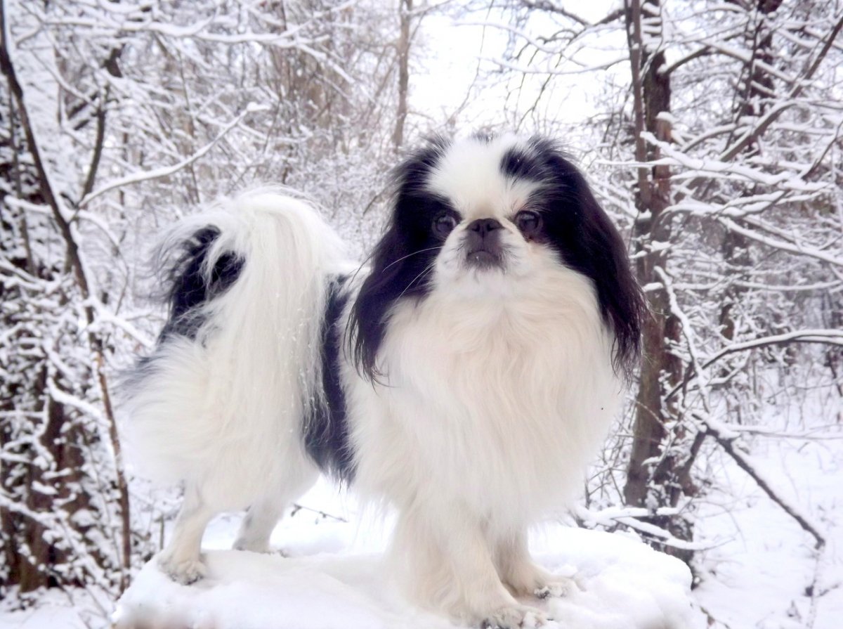 Японский Хин белый