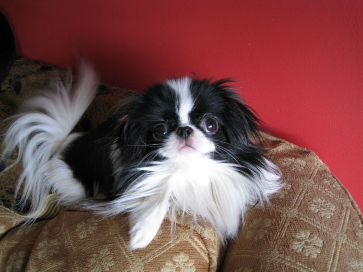 Порода собак японский Хин