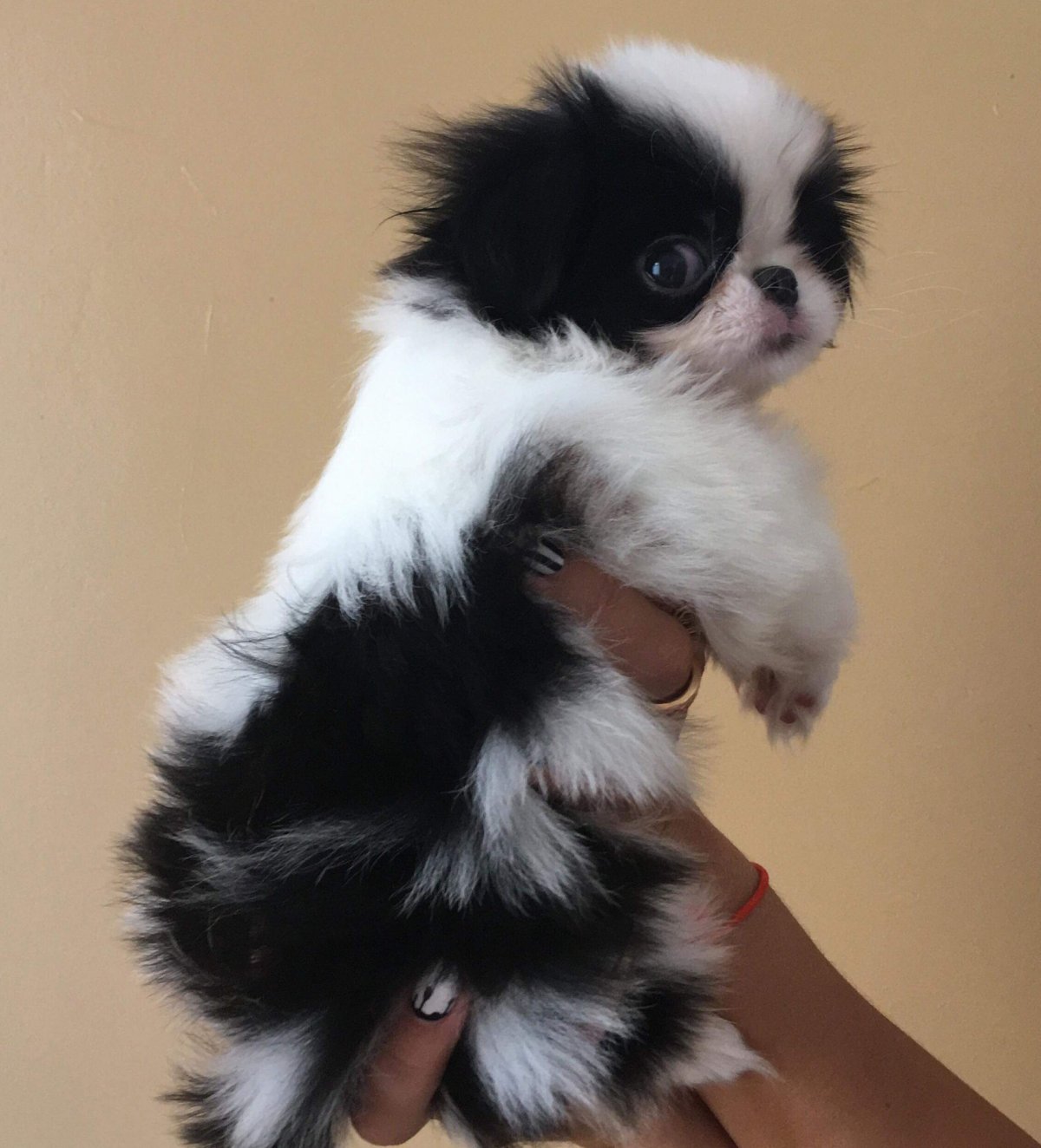 Собака Пекинес и японский Хин