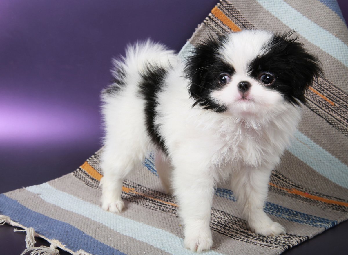 Японский Хин щенок