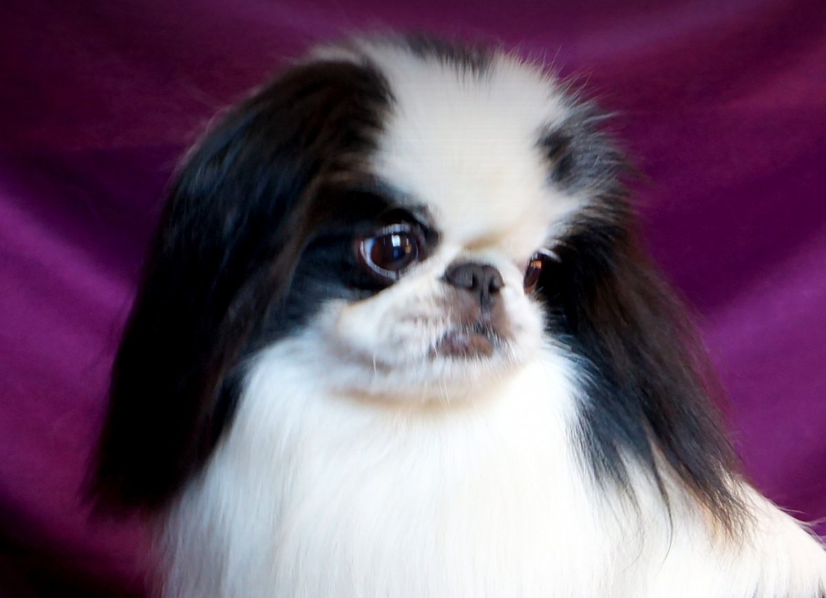 Порода собак японский Хин