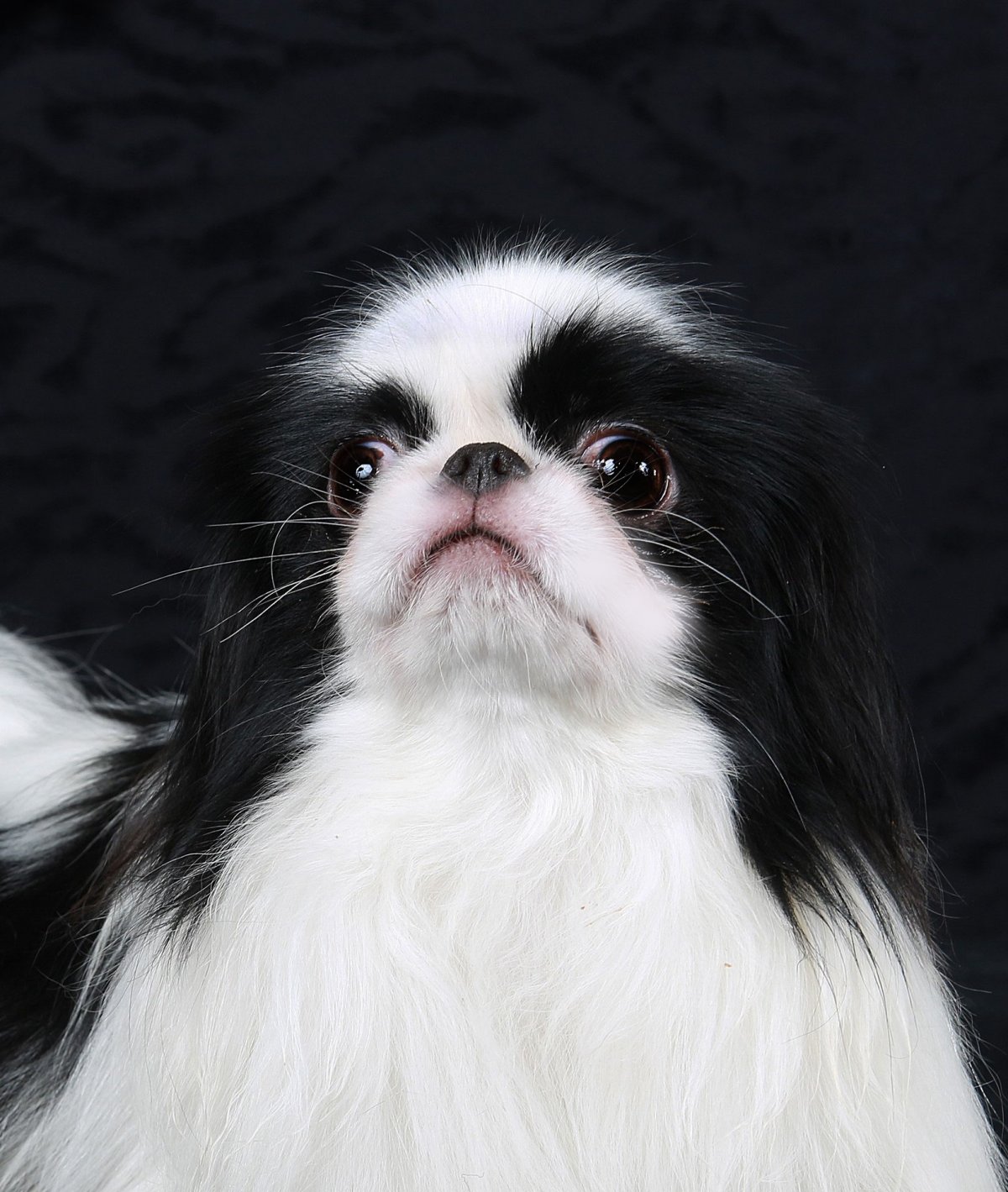 Порода собак японский Хин