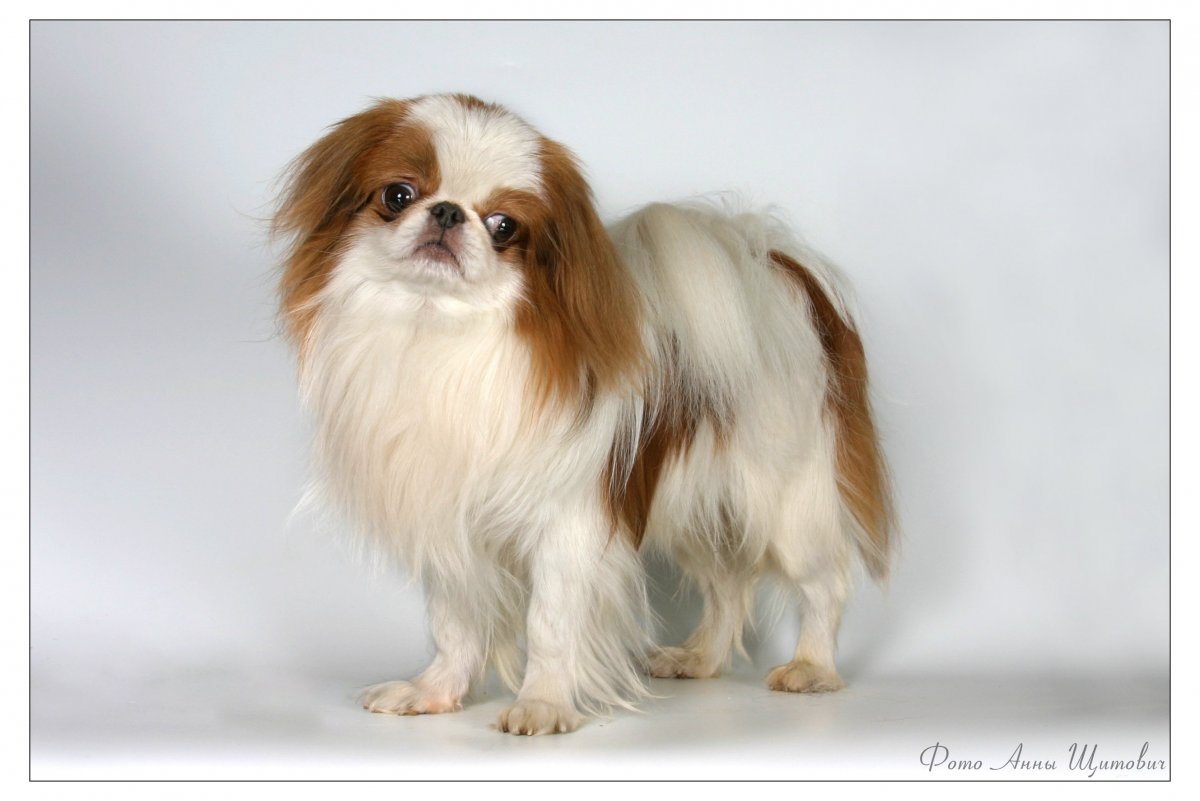 Японский спаниель Хин