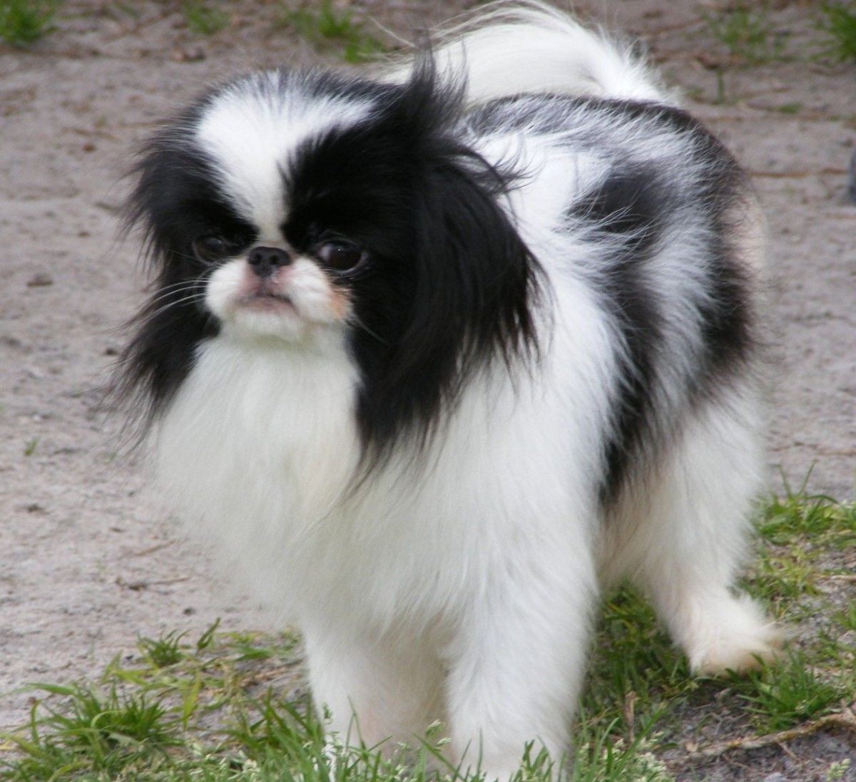 Стрижки породы японский Хин