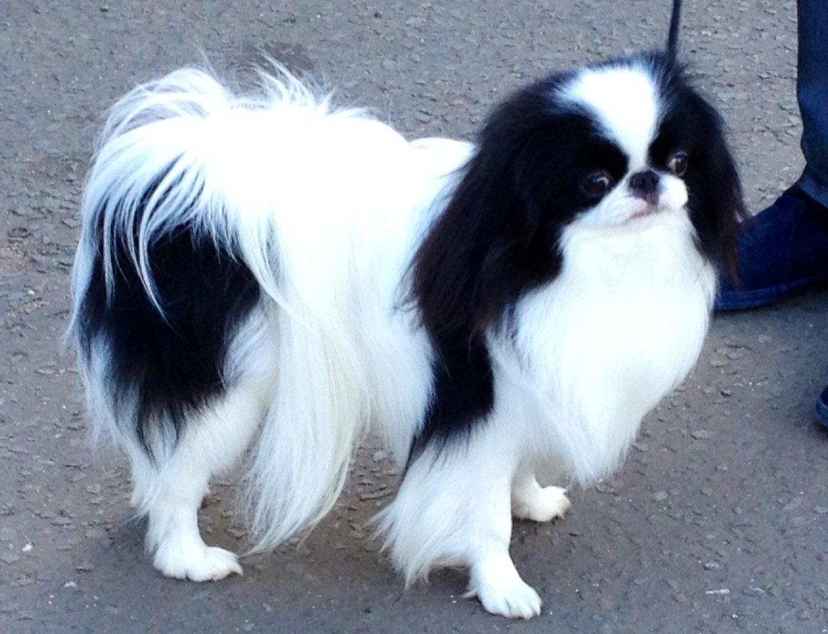 Тибетский спаниель и японский Хин