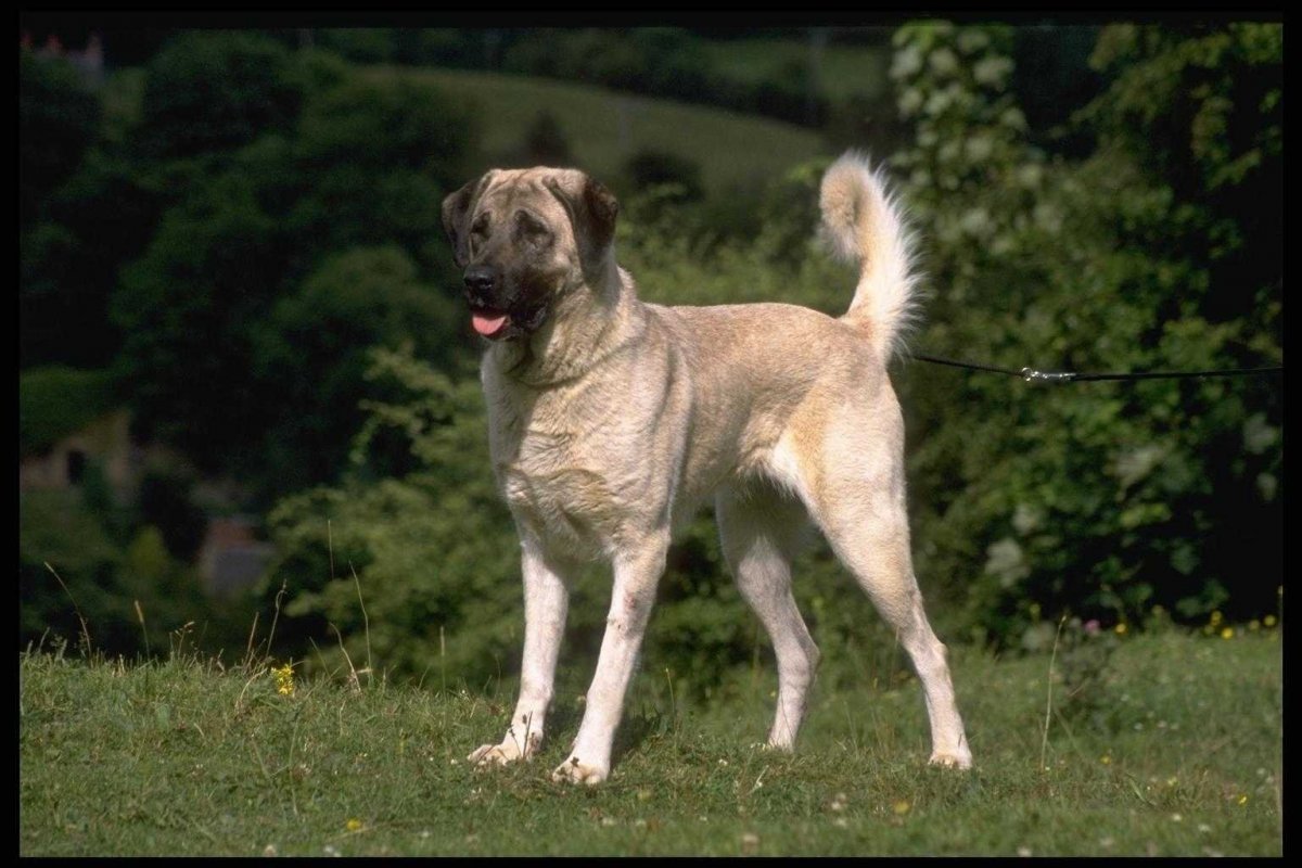 Кангал щенки черные