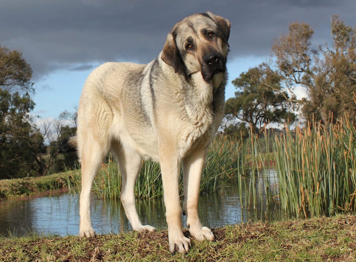 Kangal Puppy