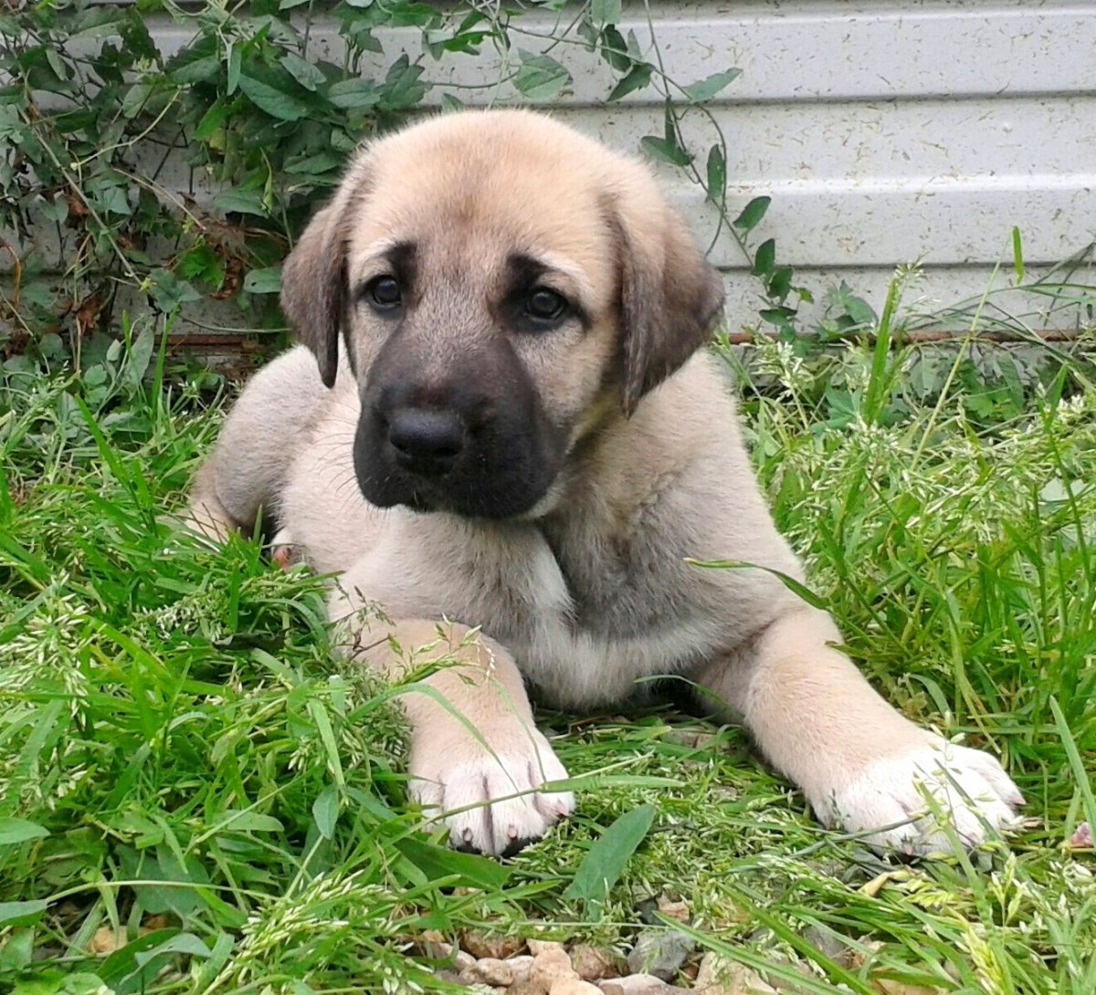 Анатолийская овчарка Карабаш кангал