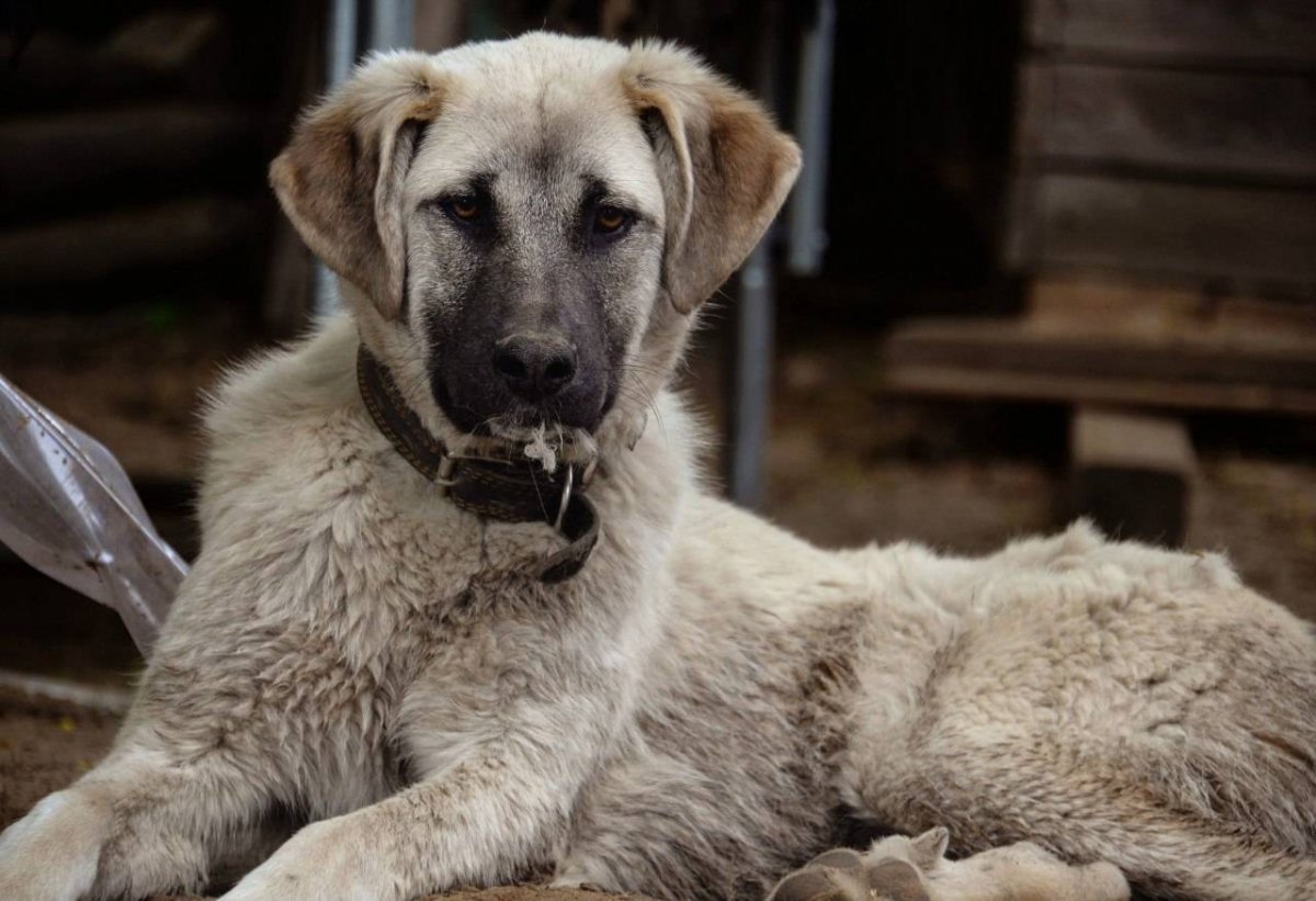 Кангальская овчарка