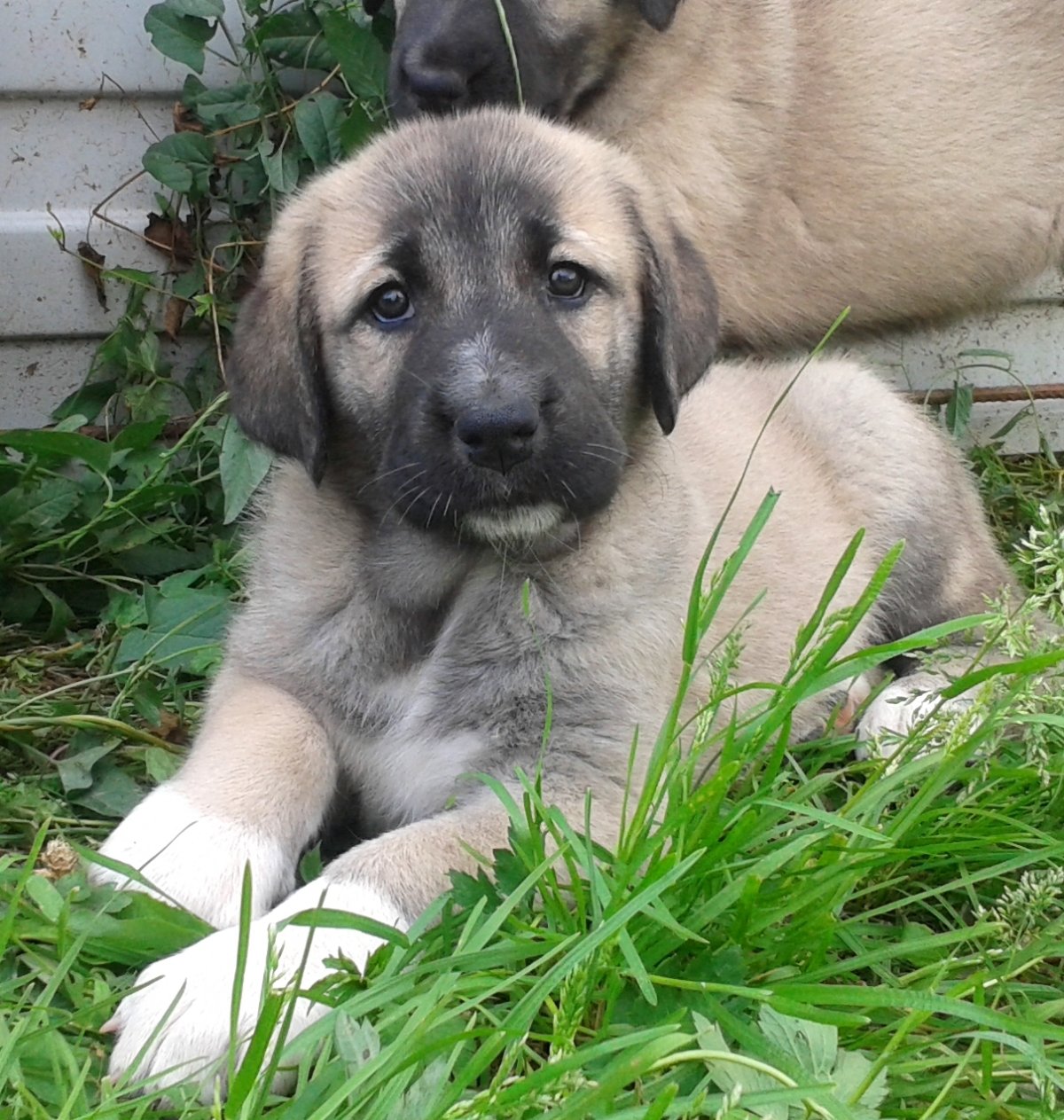 Кангал и алабай