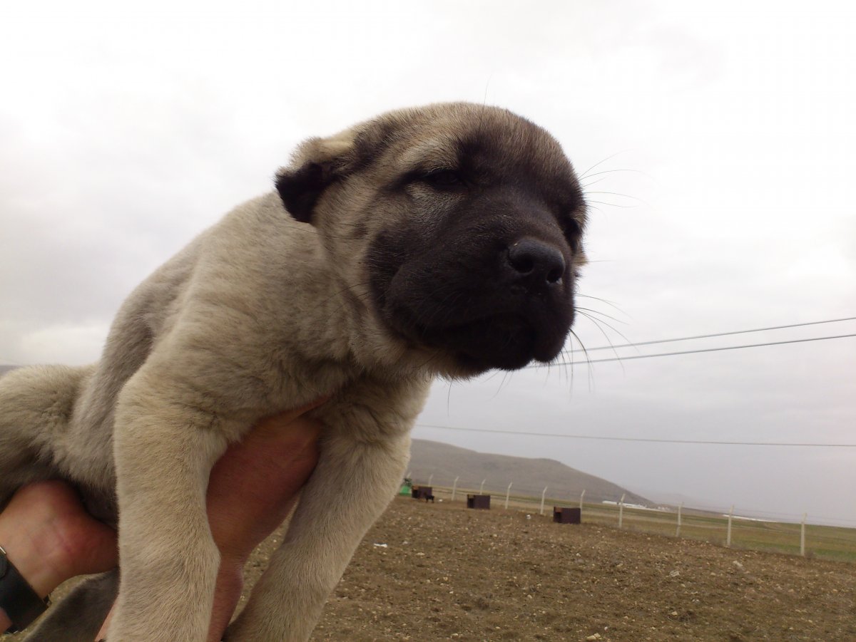 Собака сиамский кангал в черном цвете