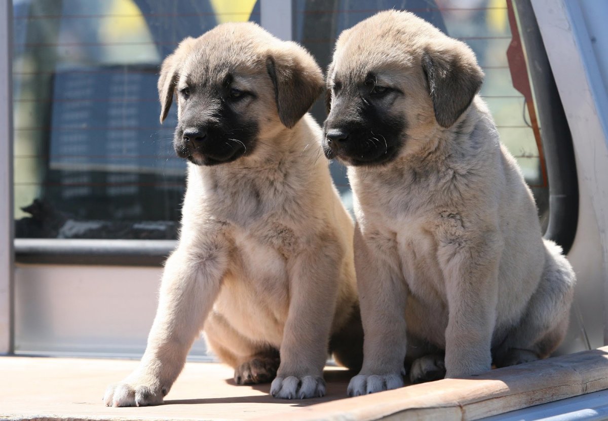 Анатолийская овчарка щенок новорожденный