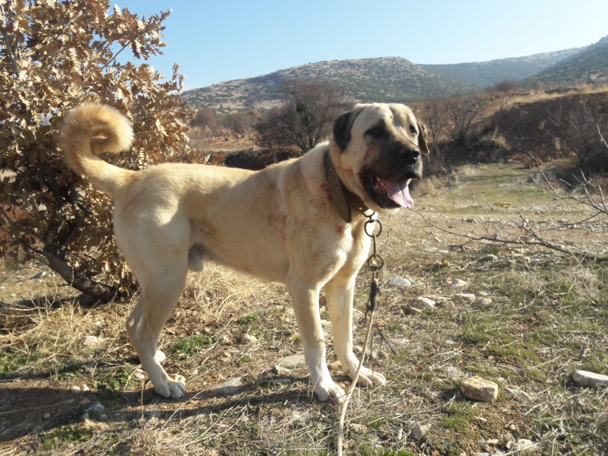 Анатолийская овчарка кангал