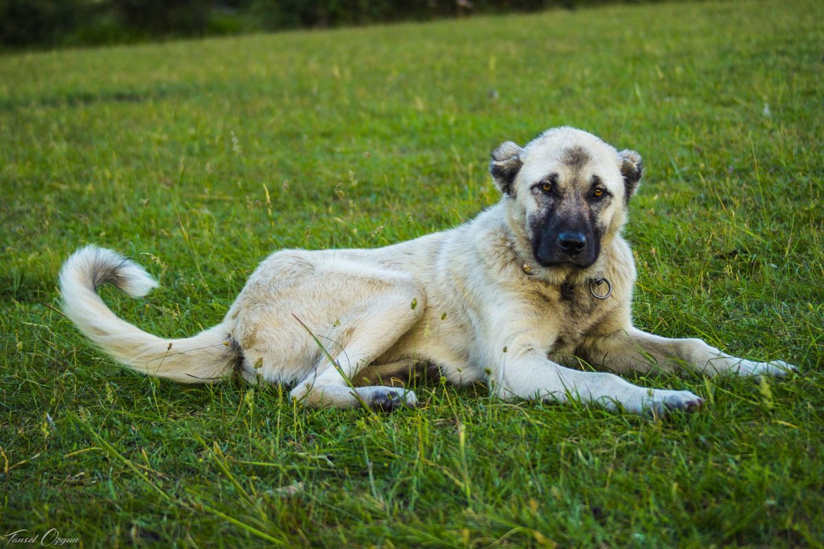 Кангал грустный