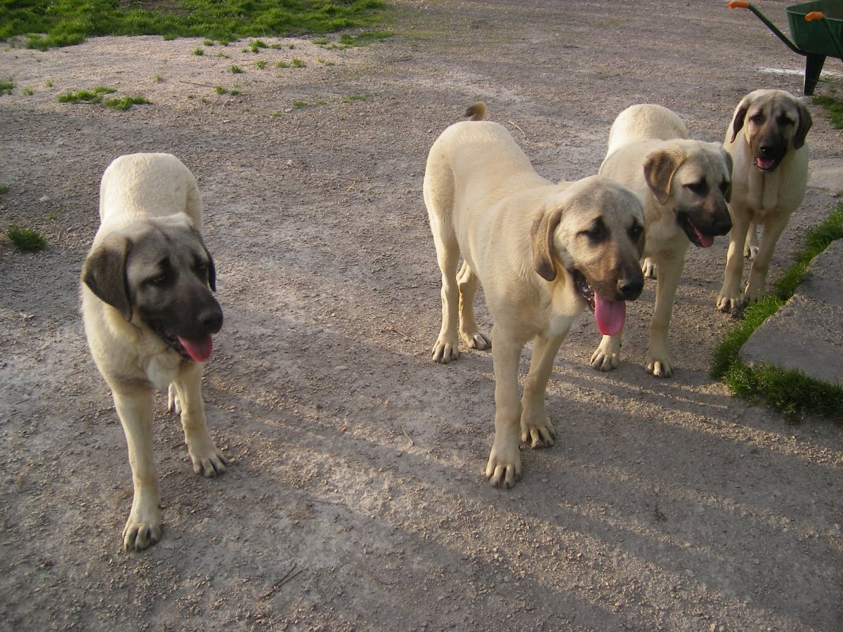 Самый милый кангал щенок