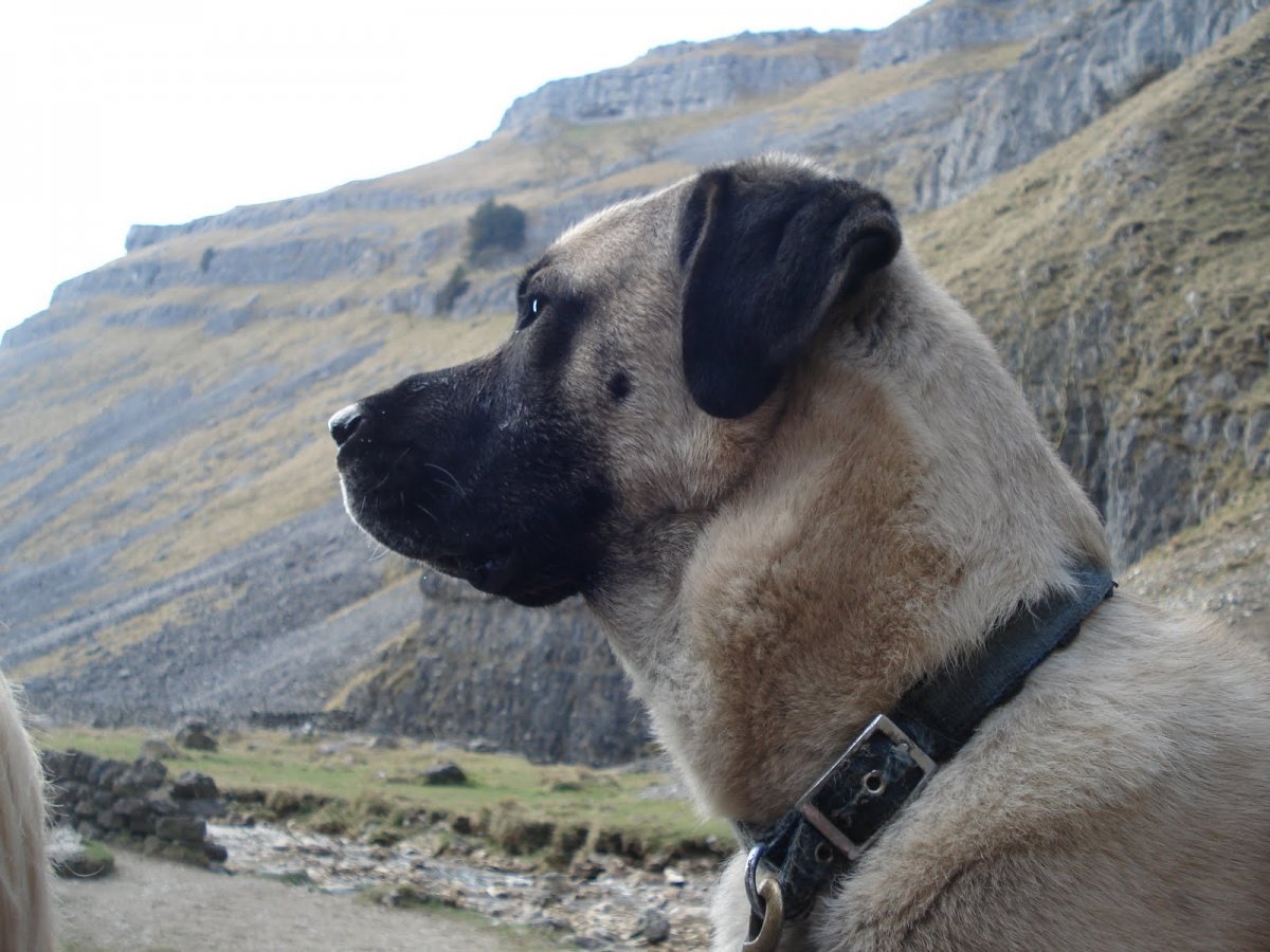 Анатолийская овчарка