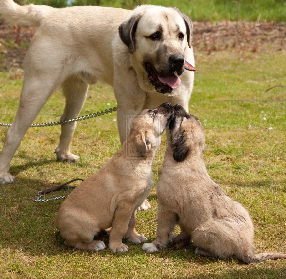 Турецкий кангал