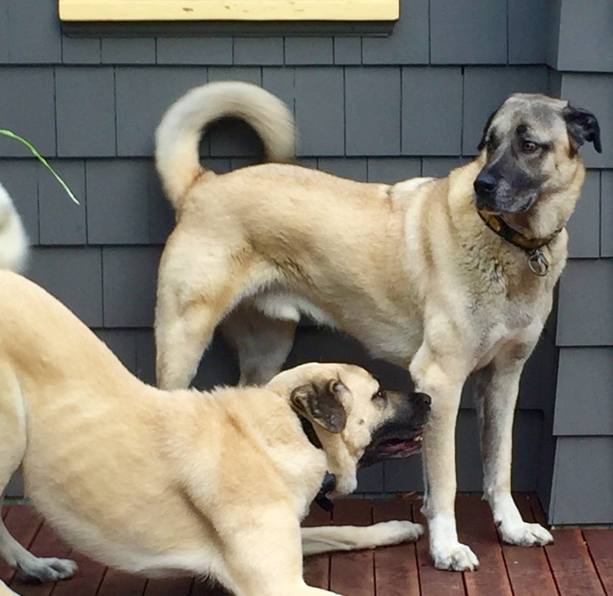 Турецкий кангал