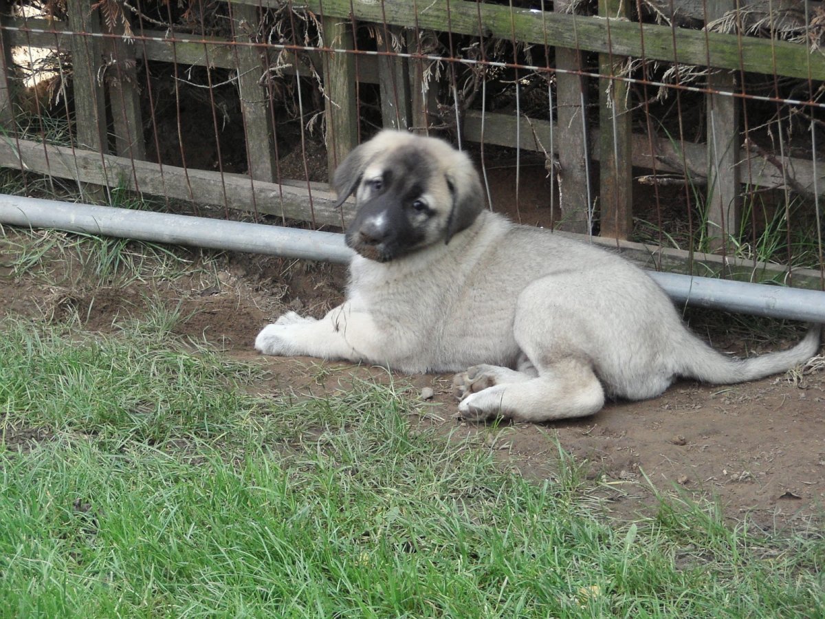 Смесь кангал и шпиц