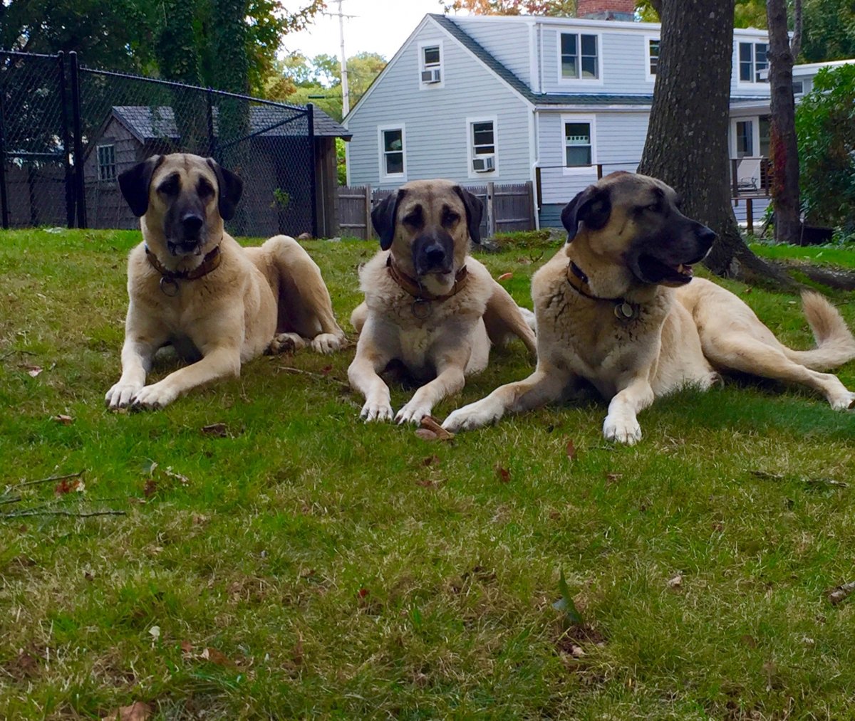 Анатолийская овчарка щенок 2 месяца