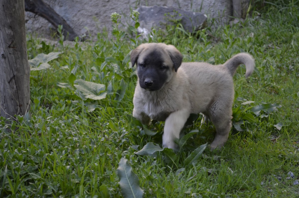 Турецкий кангал смесь с немецкой овчаркой