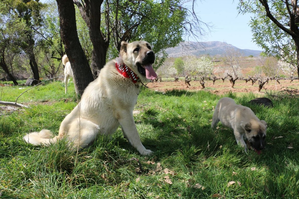 Кангал собака и немецкая овчарка