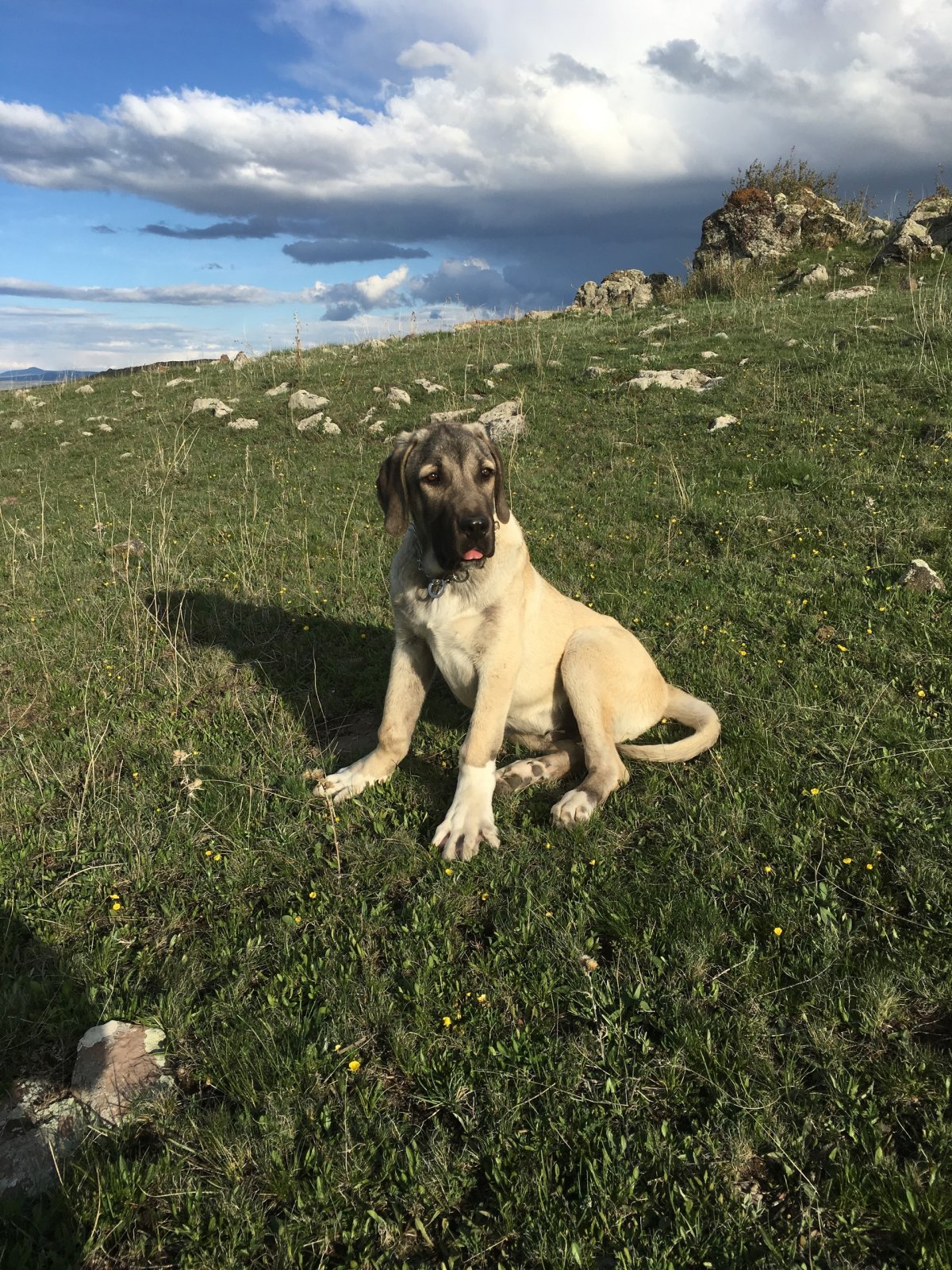 Турецкий кангал