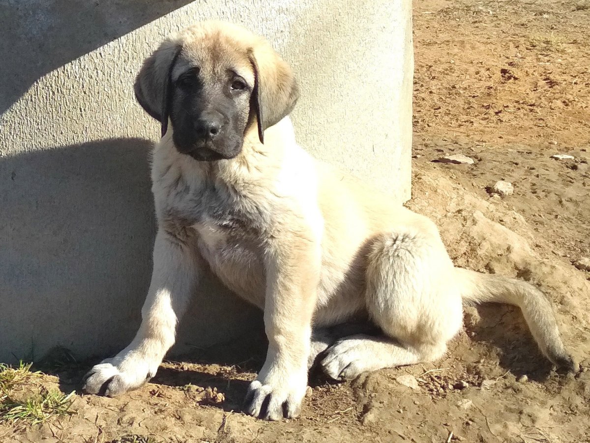 Турецкий кангал рядом с человеком