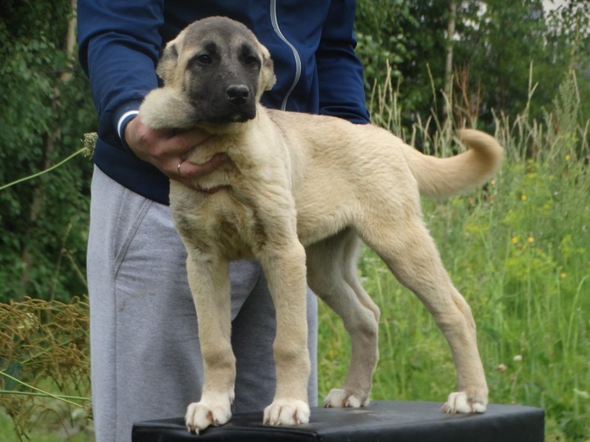 Зангезур турецкий кангал