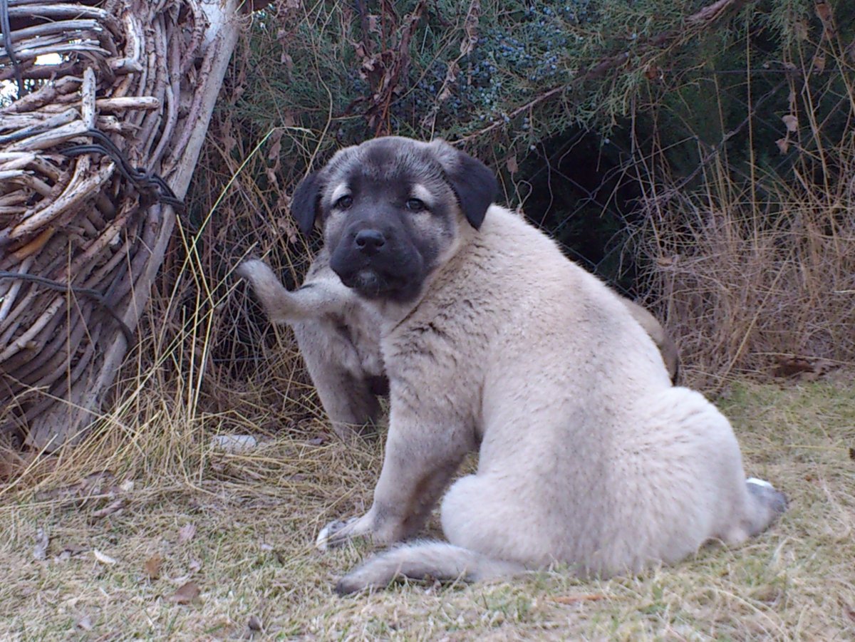 Анатолийская овчарка щенок черный