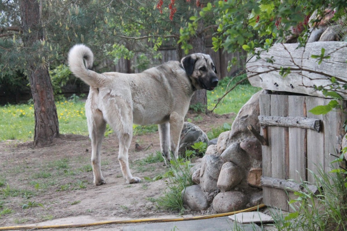 Анатолийская овчарка турецкий кангал