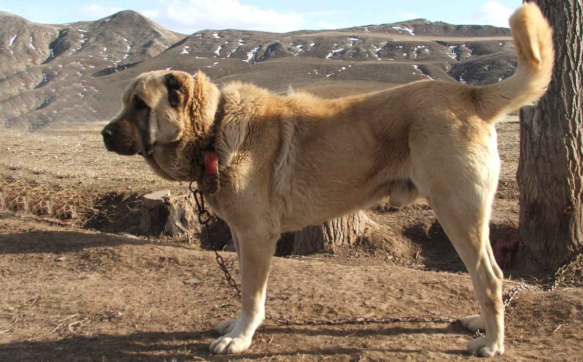 Кангал Карабаш