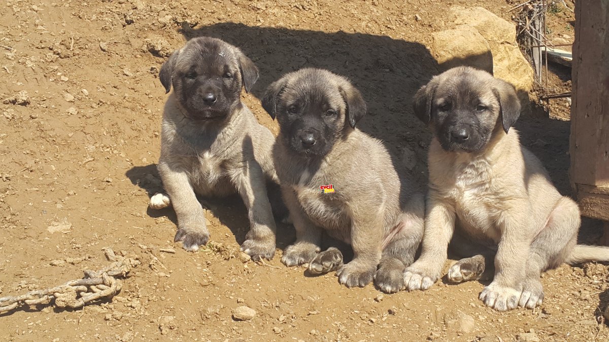 Анатолийская овчарка метис с немецкой