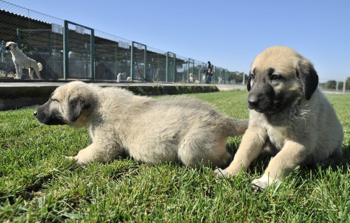 Аксарай собака