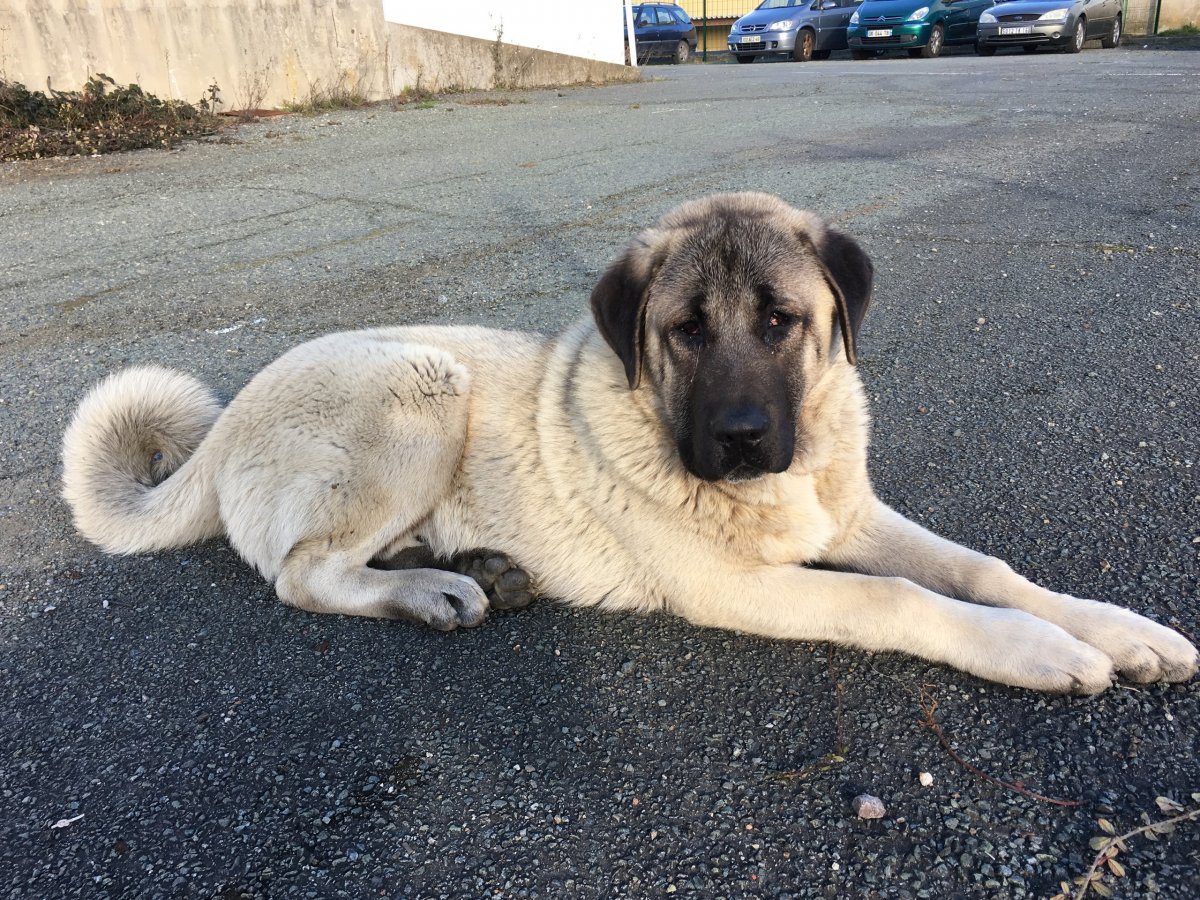 Тигровый турецкий кангал