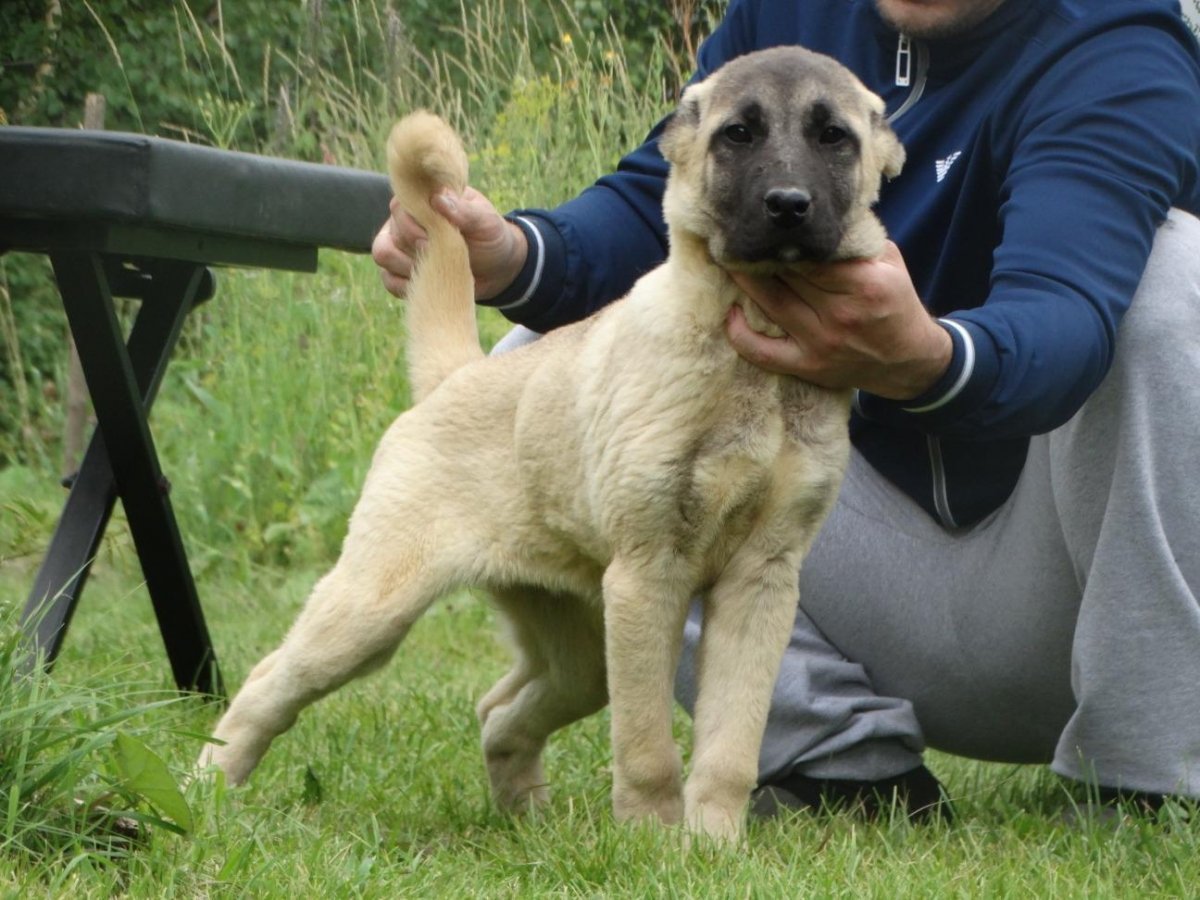 Анатолийская овчарка смешанная с лайкой