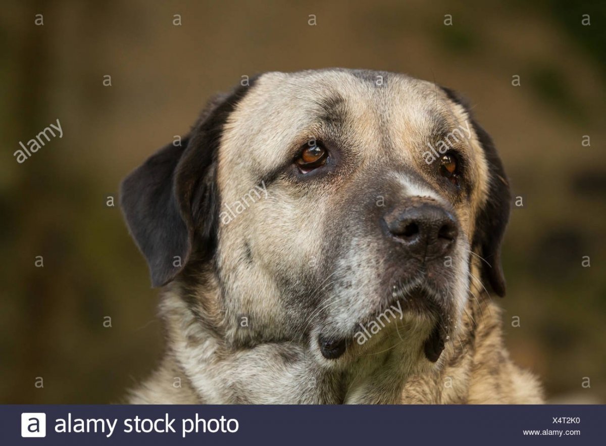 Поло кангал полу овчарка