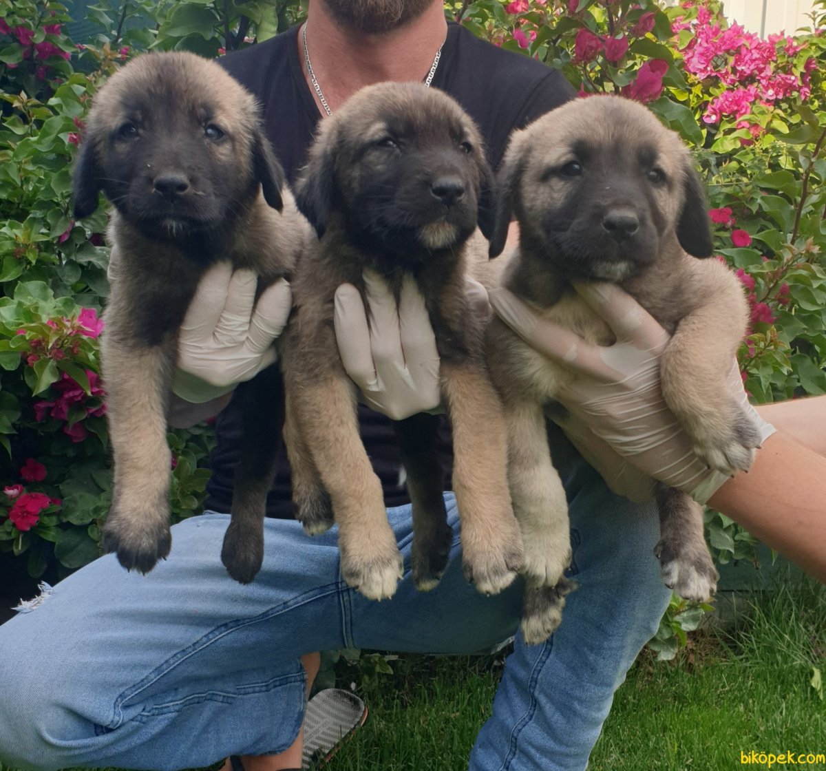 Акбаш Анатолийская овчарка