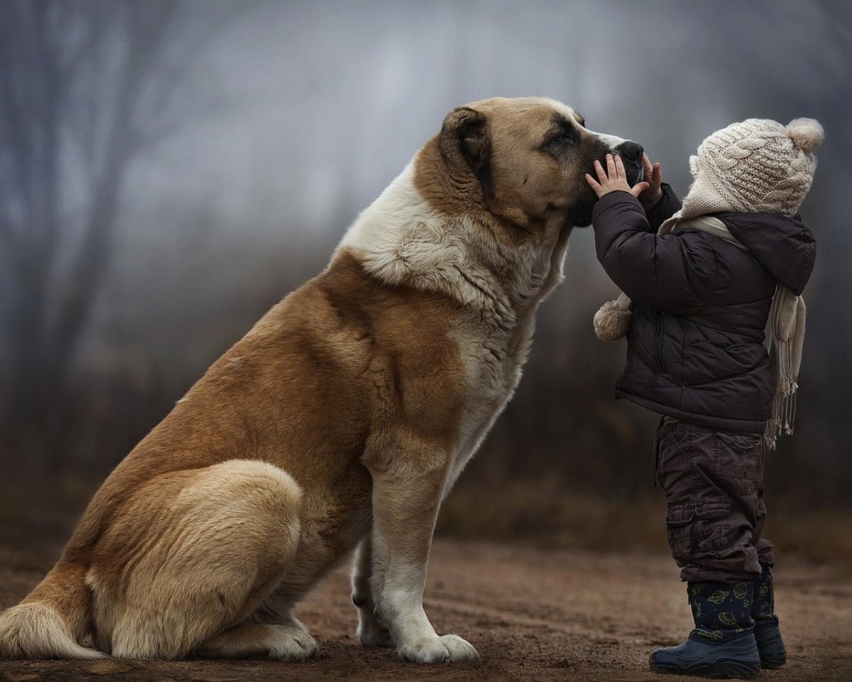 Любовь собаки к человеку