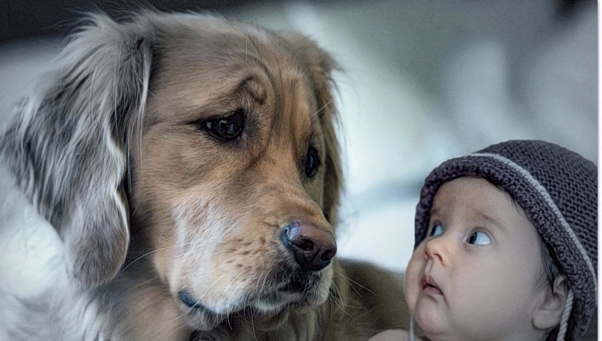 Любовь детей к животным