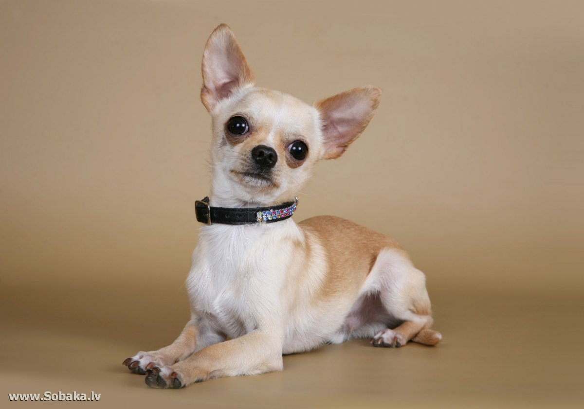 Чва Хва Хва