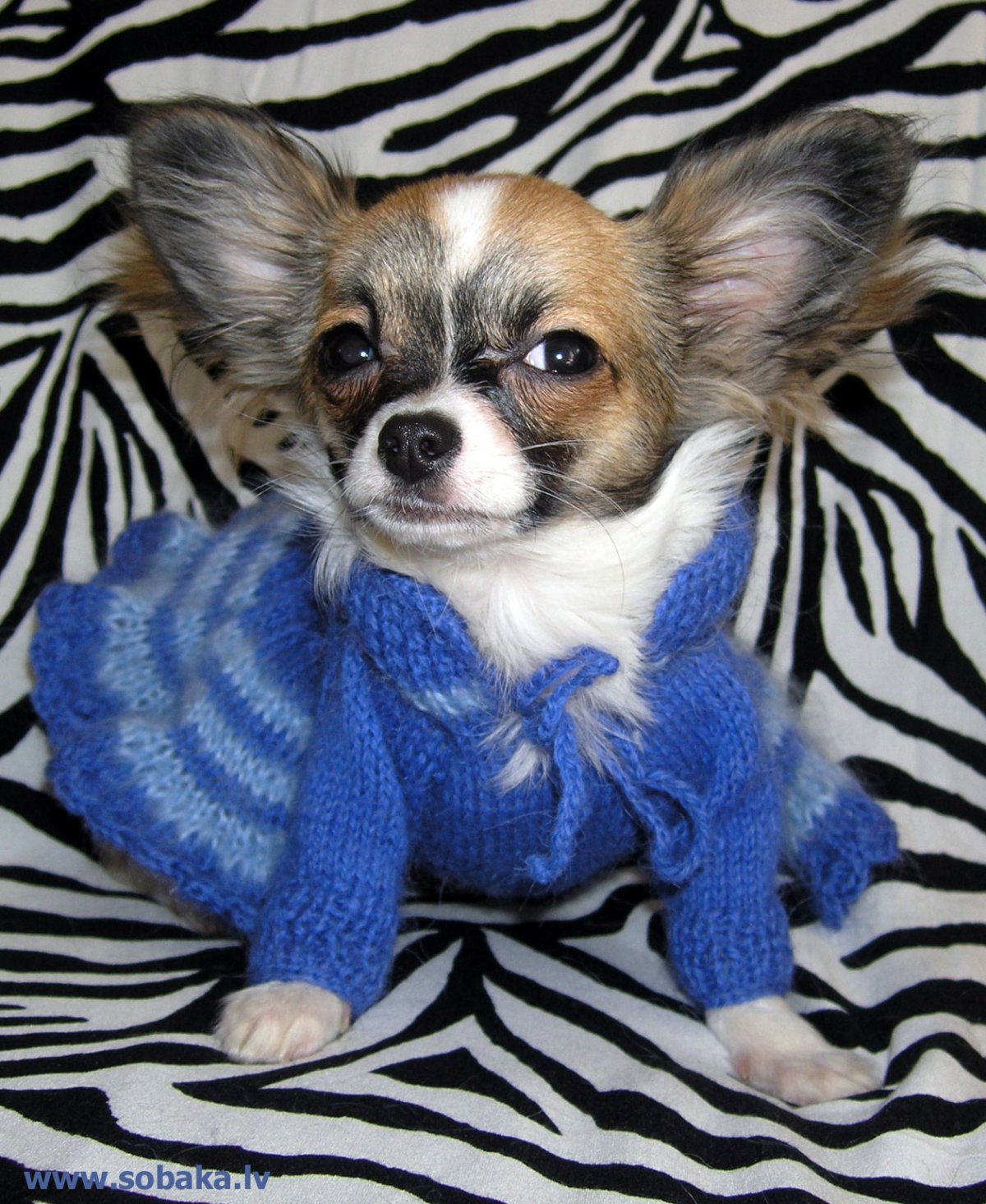 Чиа-Хуа-Хуа мини