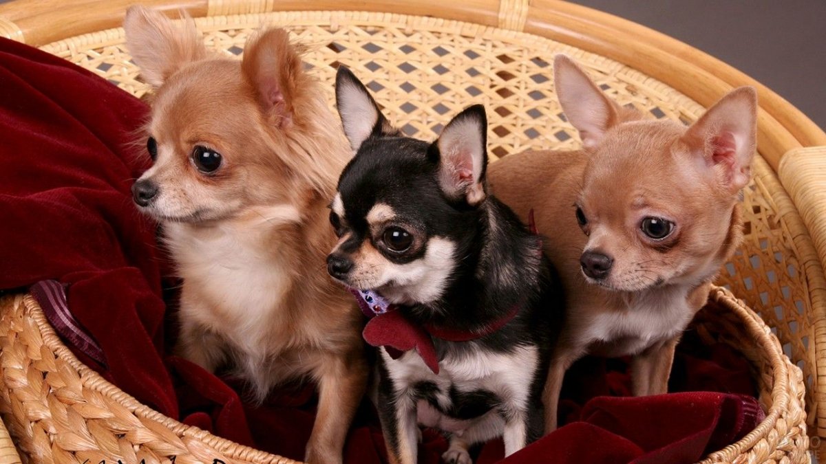 Австралийский чихуахуа