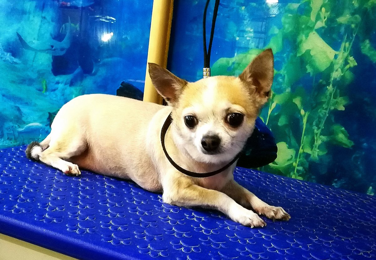 Чиа Хуа принцесса VTV