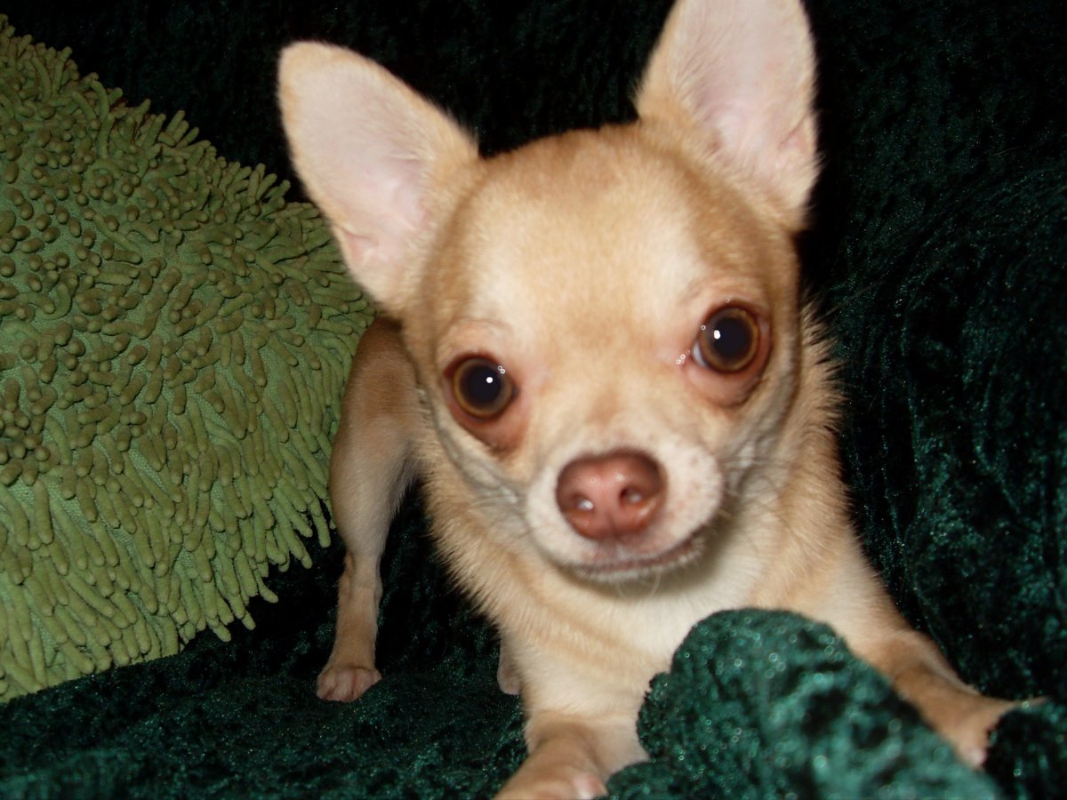 Чихуа Хуа Офелия