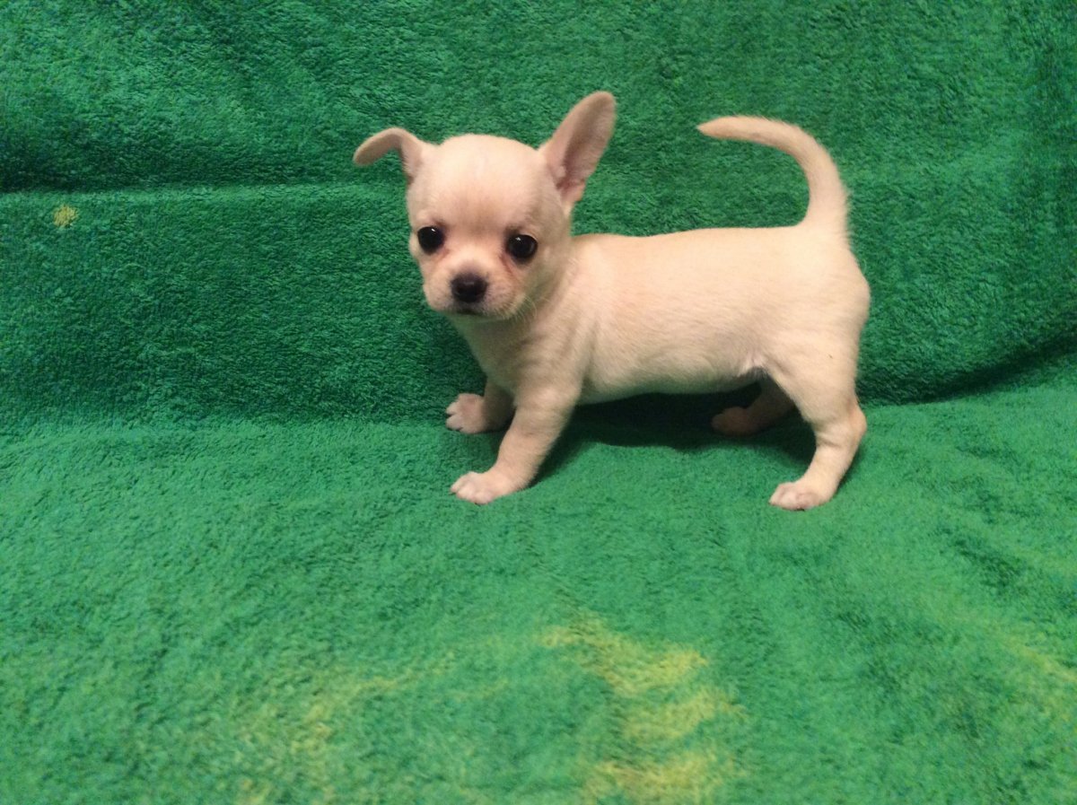 Карликовое чай Хуа Хуа